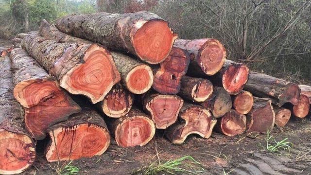 sản phẩm gỗ dùng trong xây dựng