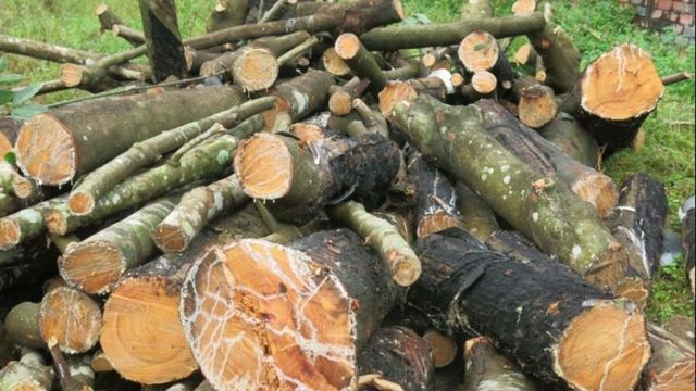 So sánh gỗ cao su và gỗ công nghiệp